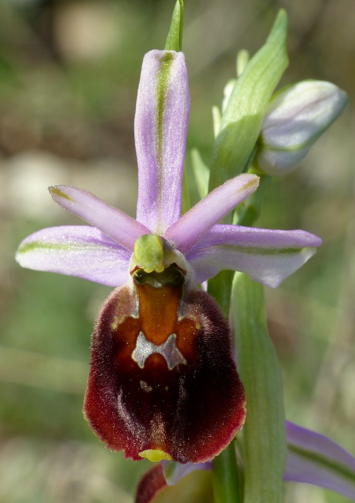 Ophrys crabronifera nellAbruzzo aquilano - aprile  2022.